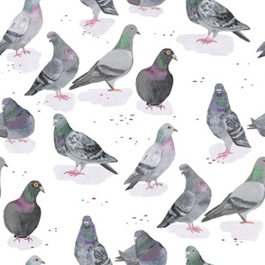 Black birds pigeons 1080P 2K 4K 5K HD wallpapers free download   Wallpaper Flare