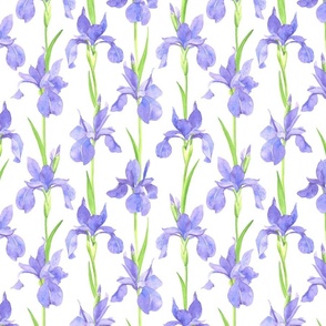Elegant watercolor purple Japanese irises flowers, spring flowers cottagecore, farmhouse, S
