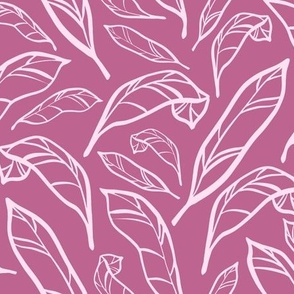 Outlined Pink Calatheas