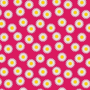 white daisy on pink, small