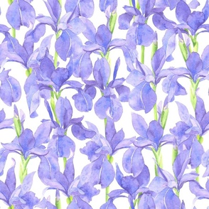 watercolor violet blue irises flowers, floral cottagecore, vintage farmhouse, M