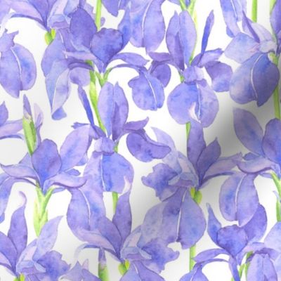 watercolor violet blue irises flowers, floral cottagecore, farmhouse, S