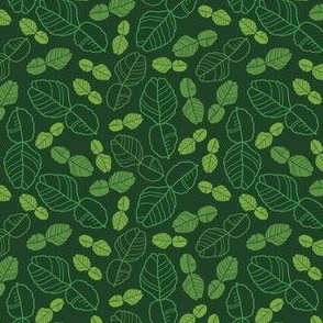 Scattered kaffir lime leaves bright green 