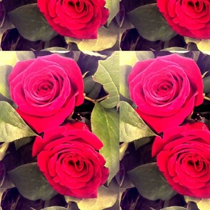 A Picture of Roses