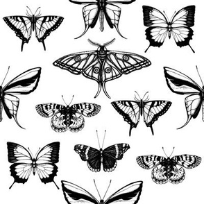 Black and white tropical and garden butterflies 