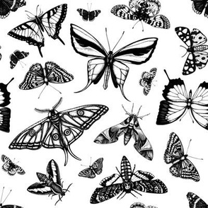 butterflies pattern 