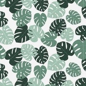 dark and light green monstera leaves on muted green