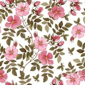 Wild Roses Watercolor Pattern