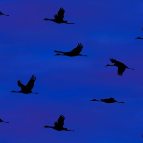 Snow geese journey blue sky