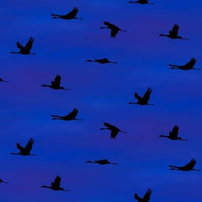 Snow geese journey blue sky smaller scale