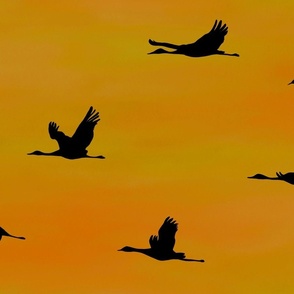 Snow geese journey orange sky