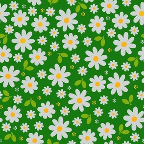 Flower daisies grassy green