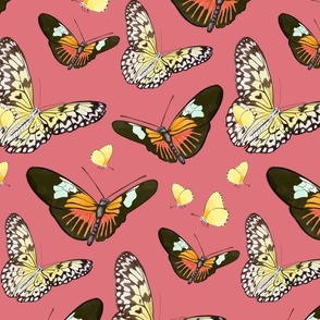 Optimistic Butterflies