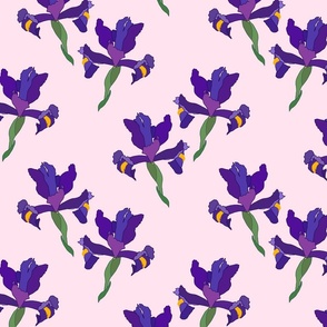 Iris Flutter! (Dutch Blue/violet) - cotton candy pink, medium 