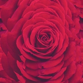 Red Roses Red Roses