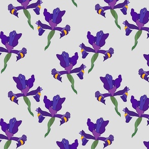 Iris Flutter! (Dutch Blue/violet) - silver grey, medium 