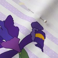 Iris Flutter! (Dutch Blue/violet) - mauve stripe, medium 