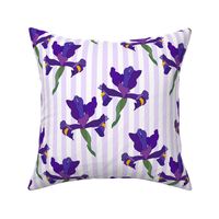 Iris Flutter! (Dutch Blue/violet) - mauve stripe, medium 