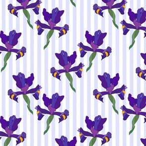 Iris Flutter! (Dutch Blue/violet) - periwinkle stripe, medium 