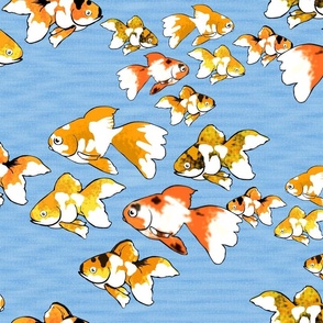 Fancy Fantail Goldfish