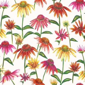 Coneflower-Cream