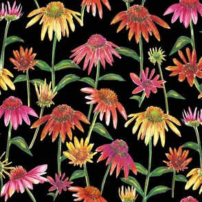 Coneflower-Black