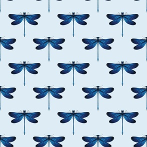 Blue Dragonfly on Blue Background