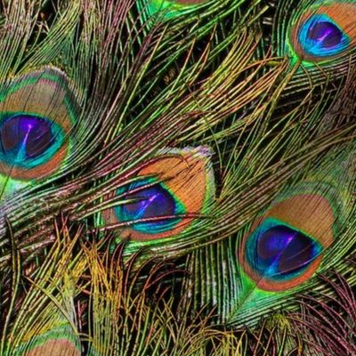 Peacock Feathers Invasion - Fans