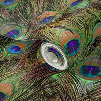 Peacock Feathers Invasion - Fans