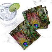 Peacock Feathers Invasion - Stripes