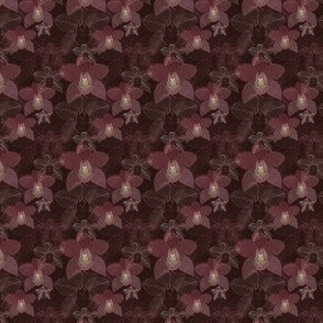 III // Chocolate Cymbidium Orchid // Small Scale // Brown Background //  Tropical Orchids