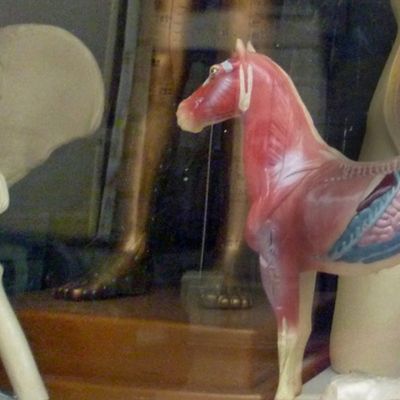 Shop Window - Medical models