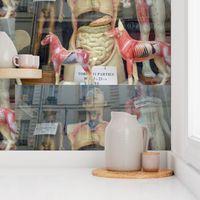 Shop Window - Medical models