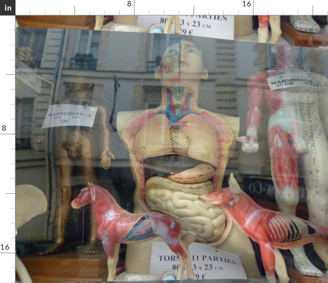 Shop Window - Medical models