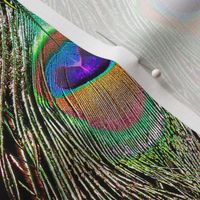 Peacock Feathers Invasion - Singles