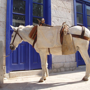 Greek Horse