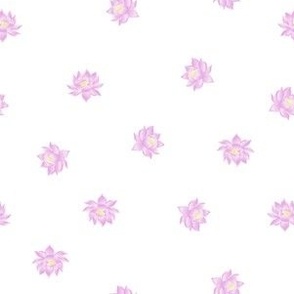 Pink Lotus Flowers on White Background