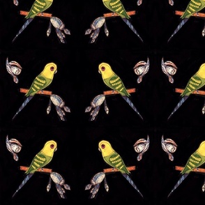 Budgerigas