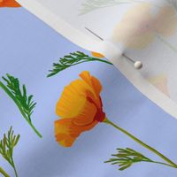 California Poppies on Periwinkle Blue by Brittanylane