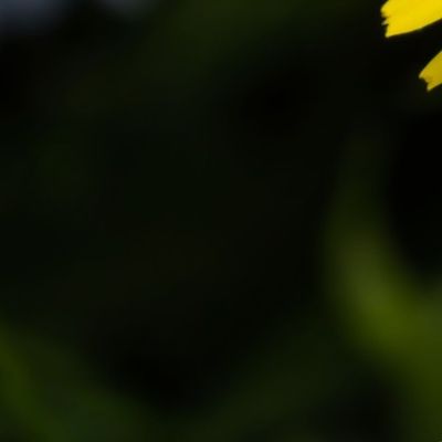 Dandelion 2