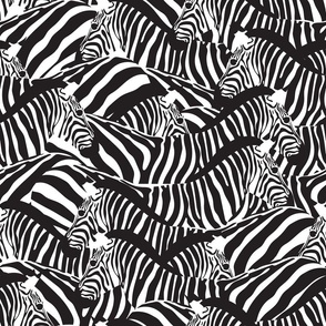 Normal scale // Exotic zebra stripes // black and white animal print