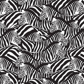 Small scale // Exotic zebra stripes // black and white animal print