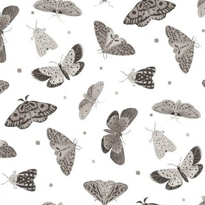 Small Butterflies and Moths Black and White Background 