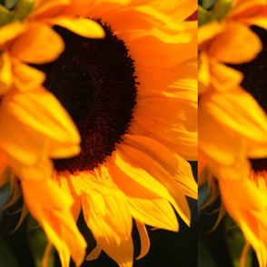 Sunflower Kissed by the Sun-ed