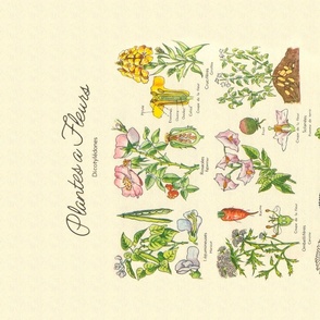 Flowering Plants Botanical Chart