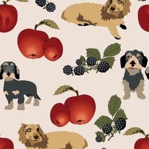 Wire haired dachshunds with fruit red apples blackberriers