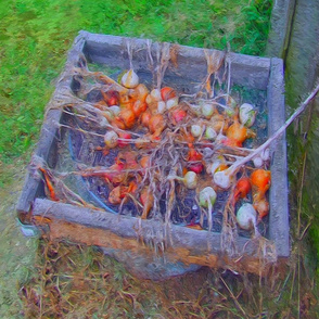 Onions and Garlic Drying (large scale design)