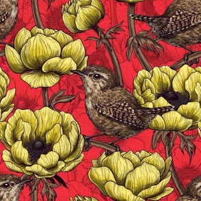 Wrens in the yellow anemone garden on red