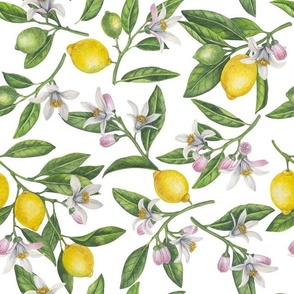 Lemon branches with blossoms and fruit