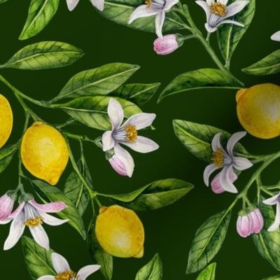 Lemon branches with blossoms and fruit 2